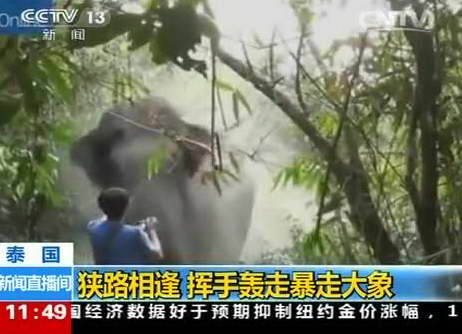 泰国：狭路相逢 挥手轰走暴走大象