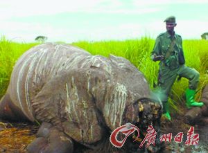 Poachers killed one of the world’s largest elephants - a famed great tusker named Satao - in Tsavo East National Park in Kenya in May. Wildlife officials found Satao’s carcass was found with his face hacked off and weighty tusks removed. [File photo]