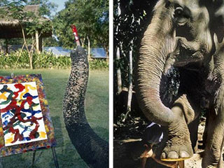 泰大象秀惊人天赋用鼻子绘非凡画作