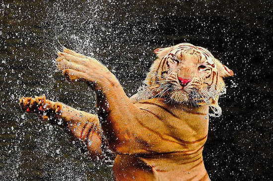 印尼老虎戏水消暑享受清凉模样逗趣