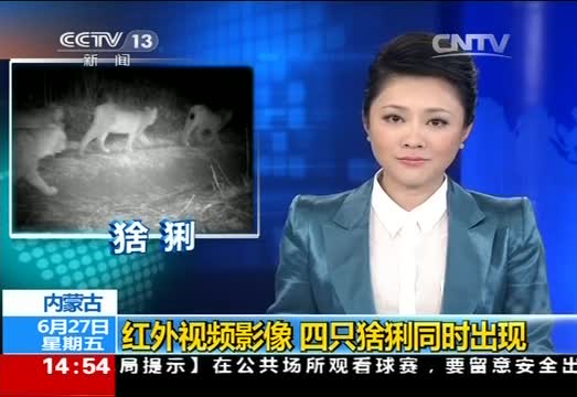 内蒙古：红外视频影像 四只猞猁同时出现