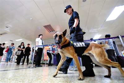 地鐵王府井站搜汽油警犬在安檢口巡邏。新京報記者
