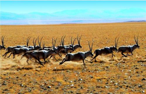 西藏阿里地区发现超级公藏羚羊群