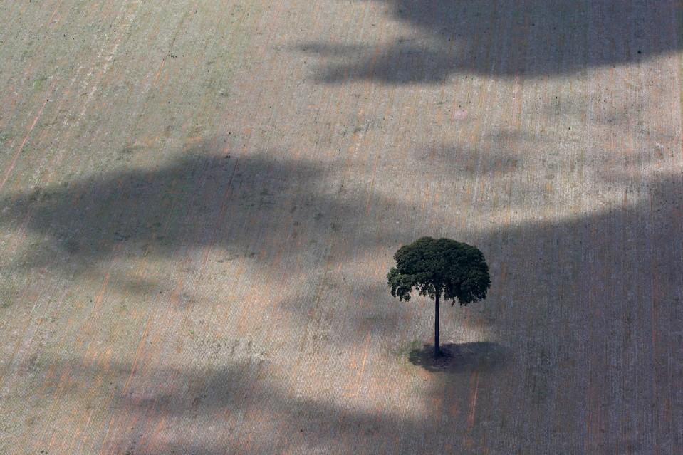 摄影师12年航拍观察亚马逊热带雨林遭砍伐惨象