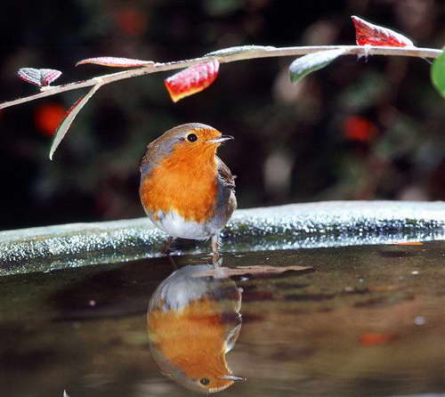 英老人自制相机拍小鸟水中“梳洗”照