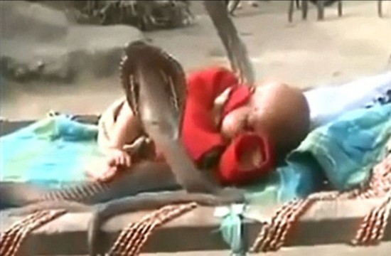 眼镜蛇“保护”婴儿酣睡视频引震惊