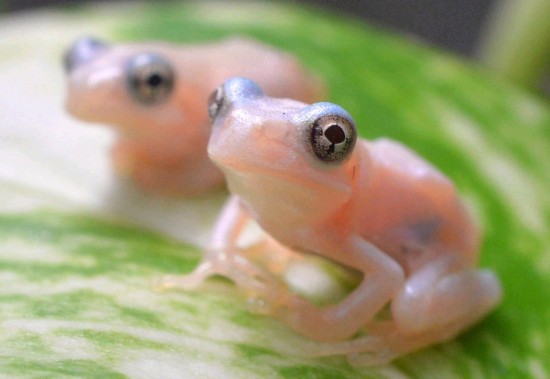 日本透明蝌蚪长成青蛙