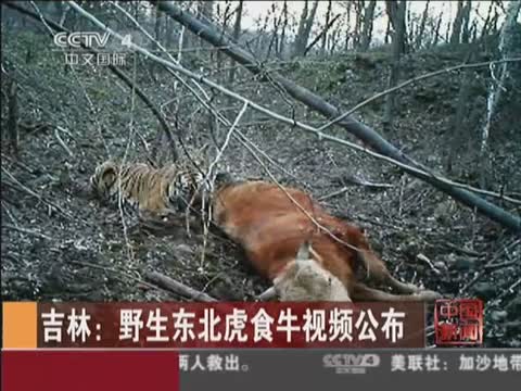 吉林：野生东北虎食牛视频公布