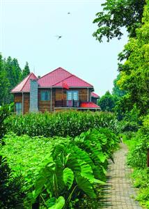 上海崇明27幢豪華莊園藏密林 家家裝探頭涉違建