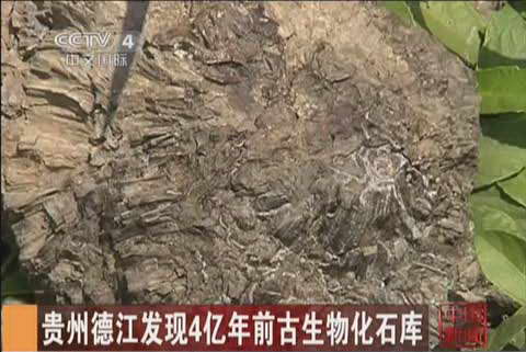 贵州德江发现4亿年前古生物化石库 