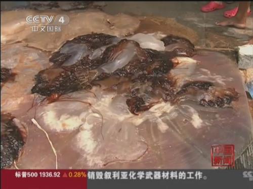 青岛：捕获250斤“海蜇王” 直径1.5米