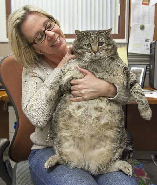 美国一猫咪体重超30斤 或为世界最胖猫