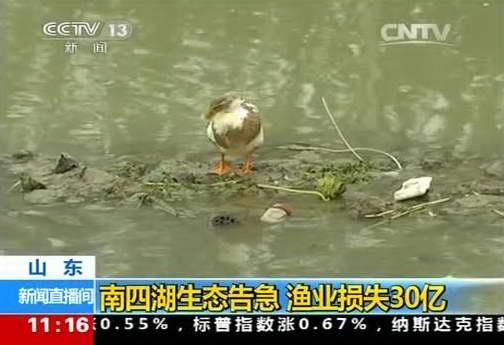 山东：南四湖生态告急 渔业损失30亿