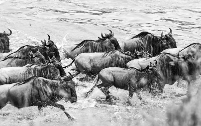 动物大迁徙 直击角马横渡马拉河