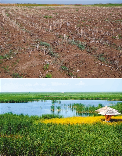 富锦国家湿地公园区域内2005年前被开垦成耕地的景象。