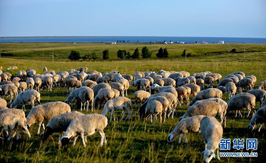 初秋的内蒙古呼伦贝尔草原绿意盎然，湛蓝的天空中流动的白云使草原上光影交错，加上点缀其间的牛羊、马匹和湖泊，让草原美如画卷一般。