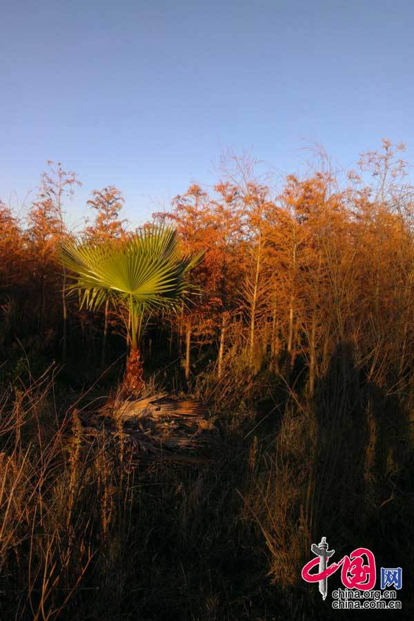 【精彩呈贡】霞光中的棕榈树