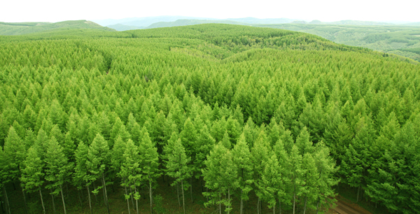 　林业不仅横跨第一产业的农业、第二产业的木制品加工业和第三产业的旅游、休闲服务业，而且随着生物柴油和生物质能源的出现，林业在能源产业中的地位愈益凸现。“横跨三大产业”，直接决定了大林业在国民经济中不可替代的作用。