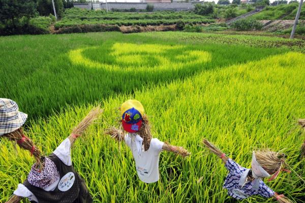 在位于杭州市余杭街道竹园村里山坞的浙大康源生态农场内，大片水稻试验田里种植的水稻正值灌浆期，这里的水稻有翠绿、暗红、嫩黄等不同颜色，由这些彩色水稻组成的卡通图案，吸引了许多游客的目光