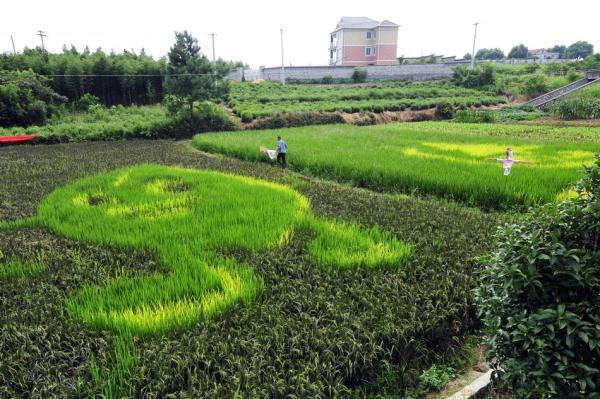 在位于杭州市余杭街道竹园村里山坞的浙大康源生态农场内，大片水稻试验田里种植的水稻正值灌浆期，这里的水稻有翠绿、暗红、嫩黄等不同颜色，由这些彩色水稻组成的卡通图案，吸引了许多游客的目光