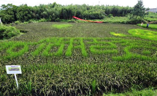 在位于杭州市余杭街道竹园村里山坞的浙大康源生态农场内，大片水稻试验田里种植的水稻正值灌浆期，这里的水稻有翠绿、暗红、嫩黄等不同颜色，由这些彩色水稻组成的卡通图案，吸引了许多游客的目光。