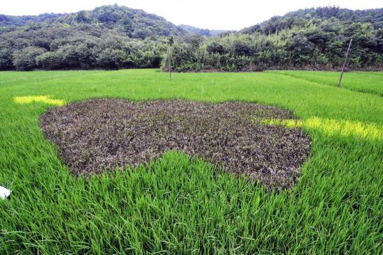 在位于杭州市余杭街道竹园村里山坞的浙大康源生态农场内，大片水稻试验田里种植的水稻正值灌浆期，这里的水稻有翠绿、暗红、嫩黄等不同颜色，由这些彩色水稻组成的卡通图案，吸引了许多游客的目光。