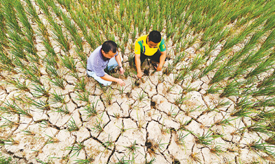 世界银行执行董事会上周批准全球环境基金向中国气候智慧型农业项目提供赠款510万美元。