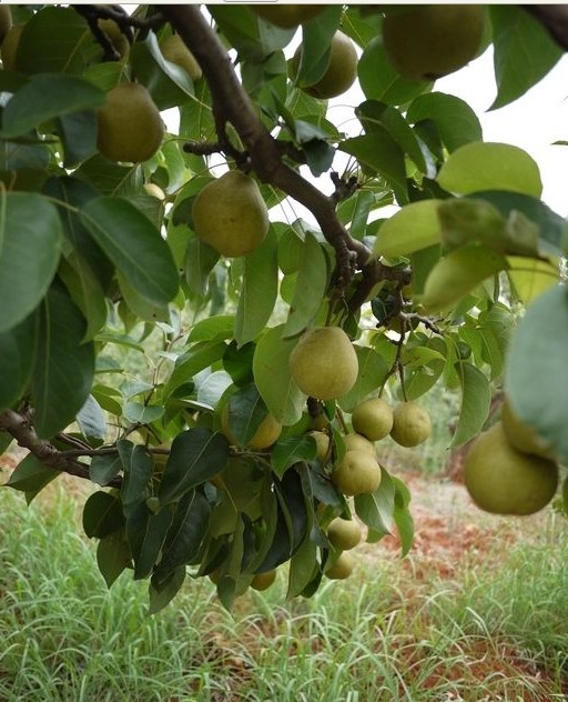 又到了昆明市呈贡区宝珠梨一年一度的丰收季