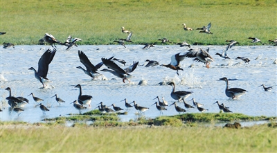 内蒙古新巴尔虎左旗湿地迎来大批南迁珍稀候鸟群