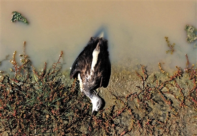 毛乌素沙漠现10平方公里污水湖 大批珍禽死亡