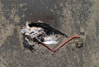 毛乌素沙漠现10平方公里污水湖 大批珍禽死亡