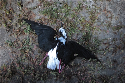 顺着查汉淖尔湖西南方向行走，在湖边的草地上、沙土上和靠岸的水里，不断发现有死亡的鸟儿。沿湖走过300多米，记者仔细数了数，死去的鸟儿达到200多只，还有鸟儿在湖边淤泥中挣扎着。