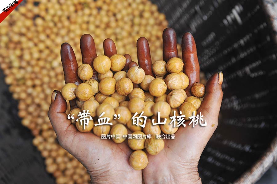 【图片故事】“带血”的山核桃