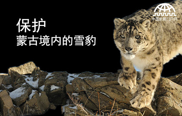保护蒙古国境内的雪豹