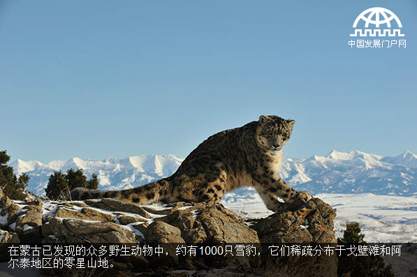 保护蒙古国境内的雪豹