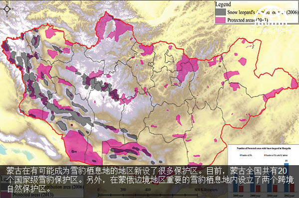 保护蒙古国境内的雪豹