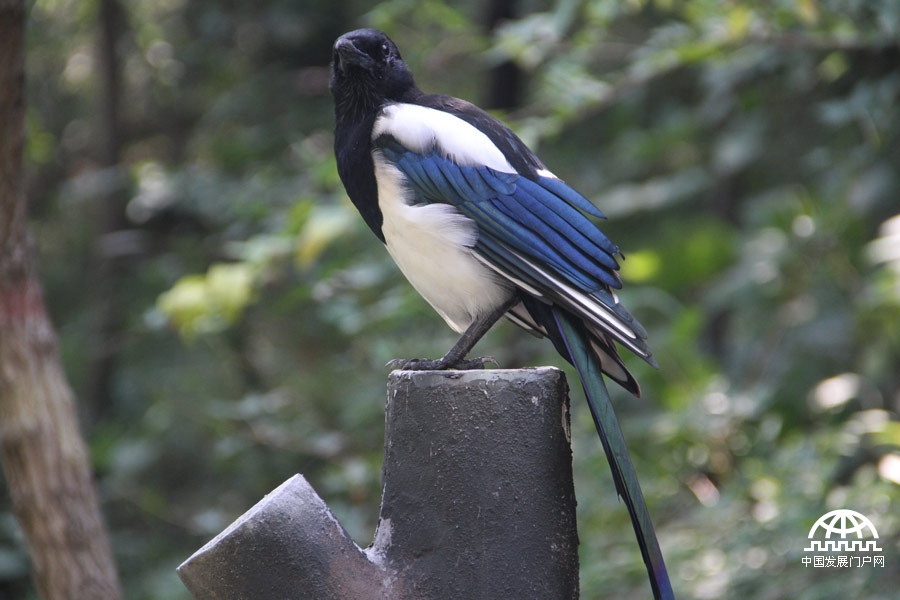 绿意香山:秋回人不归 独留山中醉[组图]_中国发