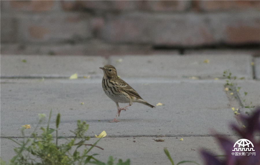 Tree pipit （林鹨）。 唐瑞（Terry Townshend）拍摄