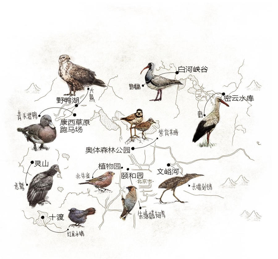唐瑞（Terry Townshend）绘制的北京观鸟地图 