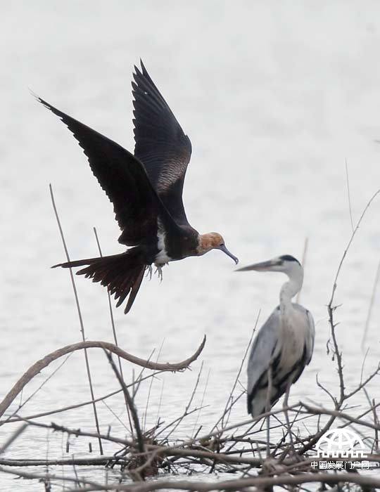 LESSER FRIGATEBIRD 白斑军舰鸟。 唐瑞（Terry Townshend）拍摄