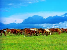 内蒙古风情——牛羊成群