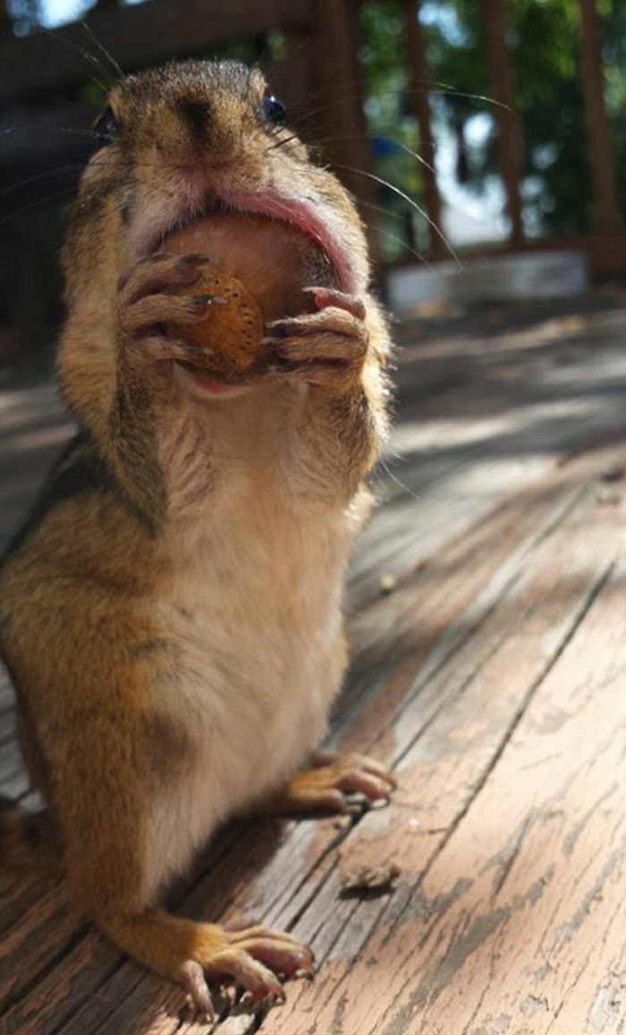 高清：美国摄影师抓拍贪吃金花鼠嘴巴塞满食物萌照【3】