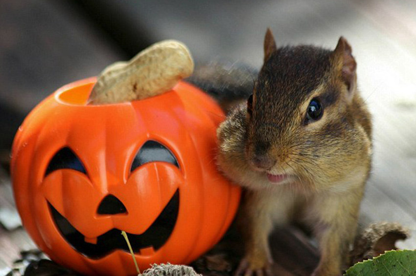 高清：美国摄影师抓拍贪吃金花鼠嘴巴塞满食物萌照【4】