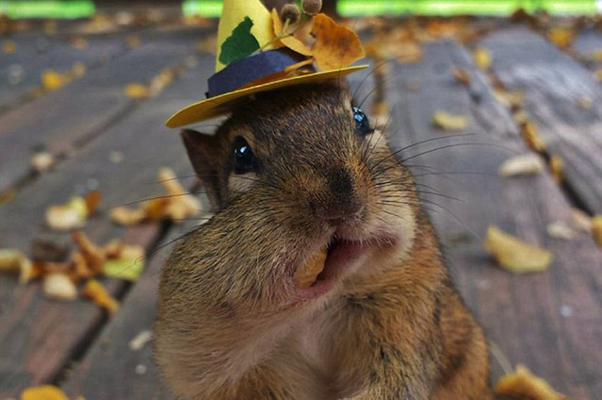 高清：美国摄影师抓拍贪吃金花鼠嘴巴塞满食物萌照【6】