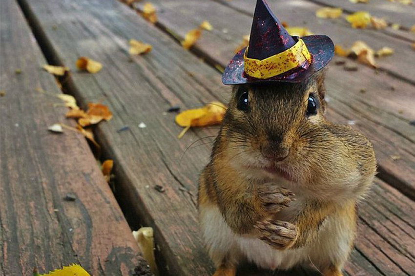 高清：美国摄影师抓拍贪吃金花鼠嘴巴塞满食物萌照【7】