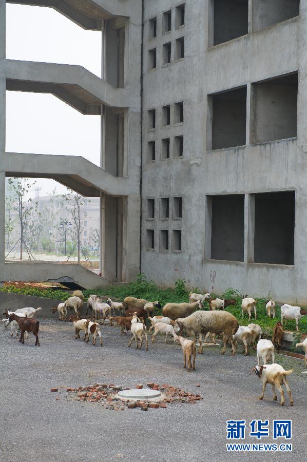 安徽萧县新建办公楼冬眠 闲置2年几成放羊场