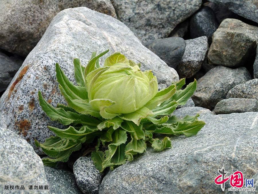 新疆天山世界自然遗产地，由昌吉回族自治州的博格达、巴音郭楞蒙古自治州的巴音布鲁克和阿克苏地区的托木尔、伊犁哈萨克自治州的喀拉峻—库尔德宁等四个区域组成。