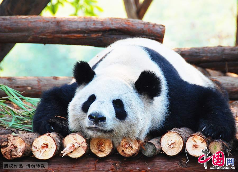 四川大熊猫栖息地拥有丰富的植被种类，是全球最大最完整的大熊猫栖息地，全球30%以上的野生大熊猫栖息于此。