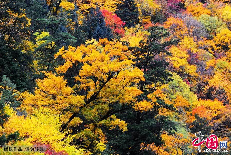 四川大熊猫栖息地拥有丰富的植被种类，是全球最大最完整的大熊猫栖息地，全球30%以上的野生大熊猫栖息于此。