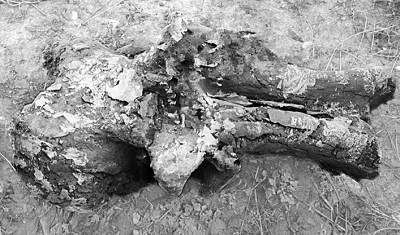 青海共和盆地出土大象头骨化石
